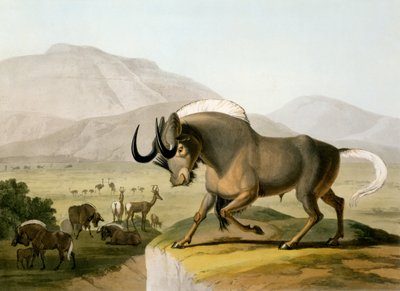 Das Gnoo, 1804 von Samuel Daniell